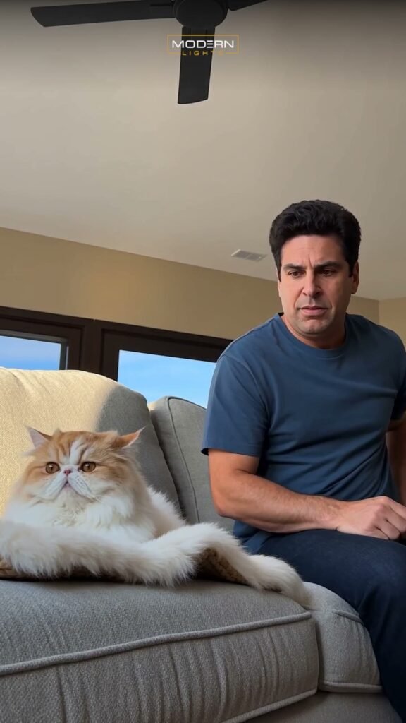 Cat Commercial – Ceiling Fan Ad